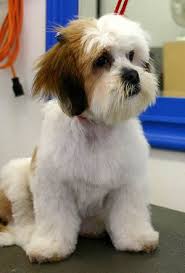 Maybe you would like to learn more about one of these? 8 Lhasa Apso Haircuts Ideas Lhasa Apso Lhasa Dogs