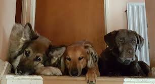 We specialize in dog transportation services & treat your pet with respect! Pets Paradise Delivery Service Home Facebook