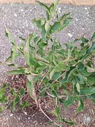 Spraying fertlilizer on the leaves in hot weather will also do it. Lilac With Curled Leaves 202610 Ask Extension