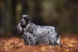 Image result for anglický kokršpaněl