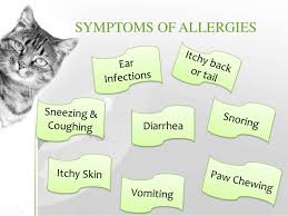 If you are cat allergic and cat allergens get into your lungs, the allergens can combine with antibodies and cause symptoms. Cat Allergies Symptoms Diagnosis Treatment Prevention