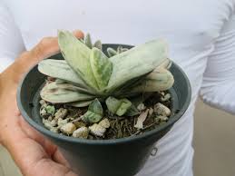 Image result for Geigeria brevifolia