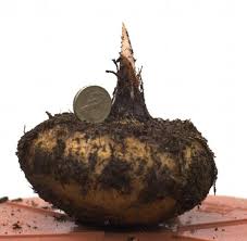 Image result for Sauromatum venosum