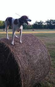 Grey gloss kitchen units ukc events coonhound paralysis. Long Ears Blog Coonhound Foxhound Companions