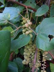 Image result for Alchornea cordifolia