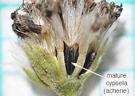 Image result for Ageratinastrum