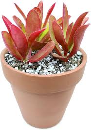 Image result for Crassula alticola
