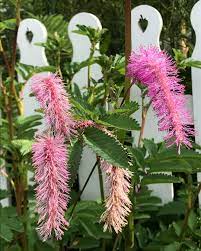 pin auf jardin