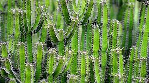 Cacti are native to the cactus spines are produced from specialized structures called areoles, a kind of highly reduced branch. Are Cactus Thorns Poisonous Guide With Pictures Succulents Network