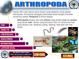 1) suatu hewan mempunyai ciri sebagai berikut: Arachnida Myriapoda Insecta Crustacea Latihan Soal Multimedia Pembelajaran Mapel Biologi Kelas X Semester Ii Sma Islam Ahmad Yani Batang Hampir 90 Dari Ppt Download