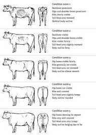 Cattle Body Condition Scoring Chart Http Www Daff Qld Gov Au Data Assets Pdf File 0015 53520 Animal Hd Inve Dairy Cattle Cattle Ranching Livestock Judging