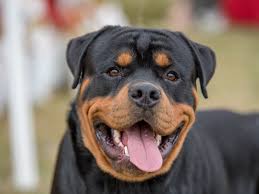 14 Best Black And Tan Dog Breeds