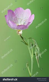 Image result for Oenothera tetraptera
