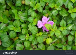 Image result for Dissotis