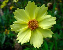 21 top cutting garden flowers. Coreopsis Full Moon Bluestone Perennials