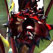 Image result for Ensete ventricosum