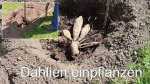 Wer die blüten jedoch verfrühen möchte, kann sie im haus vortreiben. Dahlien Einpflanzen Dahlienknollen Pflanzen Youtube