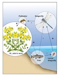As every organism can feed on multiple things, a food web is a much more realistic and simplified method of transferring energy in an ecosystem. Food Web Concept And Applications Learn Science At Scitable