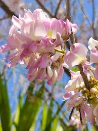 Image result for Gliricidia