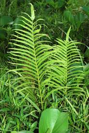 Image result for Cyclosorus striatus