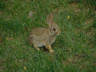 Zoe samuel 6 min quiz sewing is one of those skills that is deemed to be very. 50 Rabbits In Entertainment Trivia Questions Answers Famous Animals