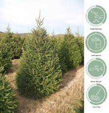 How to get from norway to australia by train or plane. Norway Spruce Spruced Christmas Trees