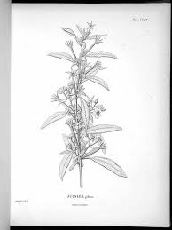 Image result for Ludwigia leptocarpa