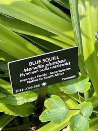 Image result for Asparagus natalensis