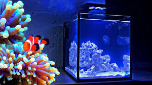 The rock work needs to have flow and correct composition of color introduced. How To Set Up Nano Reef Tank Reef Tank Aquascaping Youtube