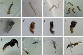 Image result for Kotschya uguenensis