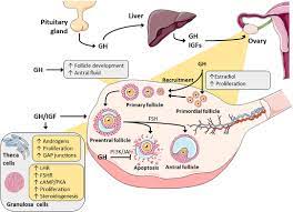 Human growth hormone (gh), also called somatotropin, is a protein that stimulates growth. Frontiers Growth Hormone And Insulin Like Growth Factor Action In Reproductive Tissues Endocrinology