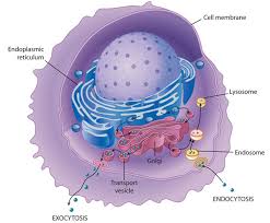 Animal cells from the basic structural units of all tissues and organs of the body. Endoplasmic Reticulum Golgi Apparatus And Lysosomes Learn Science At Scitable