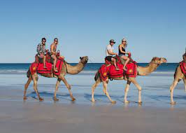 Is there a weight limit for camel riding? Tours Redsuncamels