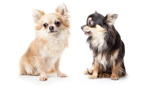 Please do not buy a tiny one. Long Haired Chihuahua A Complete Breed Guide All Things Dogs All Things Dogs