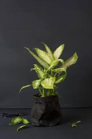 Dressed To Kill 7 Haunted Houseplants For Halloween Gardenista Houseplants Plant Cuttings Indoor Plants Low Light