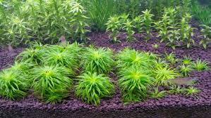 Image result for Syngonanthus