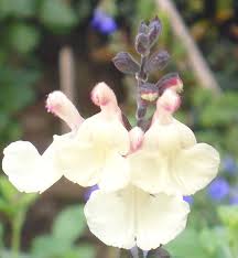 Image result for Sebaea microphylla