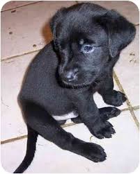 We did not find results for: Faribault Mn Labrador Retriever Meet Barney A Pet For Adoption