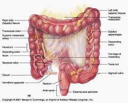 The ribs are a set of twelve paired bones which form the protective 'cage' of the thorax. What Causes A Pulsating Feeling Under The Left Rib Cage Quora