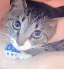 Pin By Stan Day6 On Kpop Idols Dory Cats Animals
