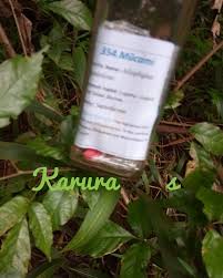 Image result for Allophylus abyssinicus