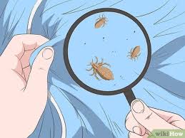 كيفية التخلص من قمل الجسم 7 خطوات صور توضيحية Wikihow