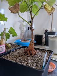 Image result for Cyphostemma adenocaule