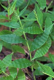 Image result for Oplismenus hirtellus