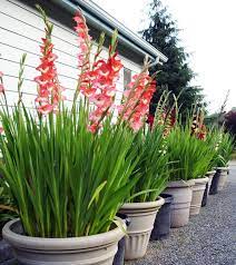 Winter Care Of Potted Lily Bulbs Plants Gladiolus Bulbs Garden Bulbs