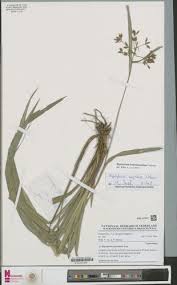 Image result for Hypolytrum