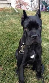 In this article, you will learn about the behavior changes of cane corso puppies in each stage of their development period. Akc Cane Corso Puppies For Sale In Homosassa Florida Download 222 375 Cane Corso Puppies 37arts Net