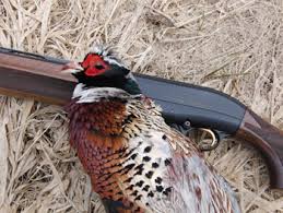 pheasant hunting 101