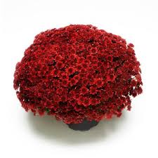 Home » wholesale flowers » white disbud china mums. Chrysanthamum Outdoor Plants Garden Center The Home Depot