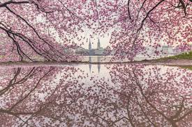 See full list on biomesoplenty.fandom.com Cherry Blossoms In Germany